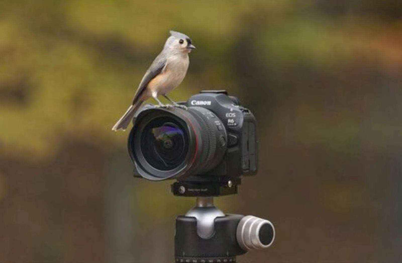 Fotoaparat CANON R6III V5 RF24-105MM STM - slika 4